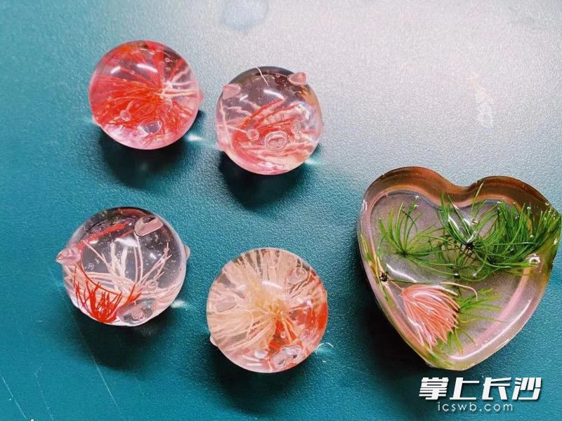 岳麓区西雅中学的“探秘生物社”的学生们制作的生物标本。长沙晚报通讯员 龙泠西 供图
