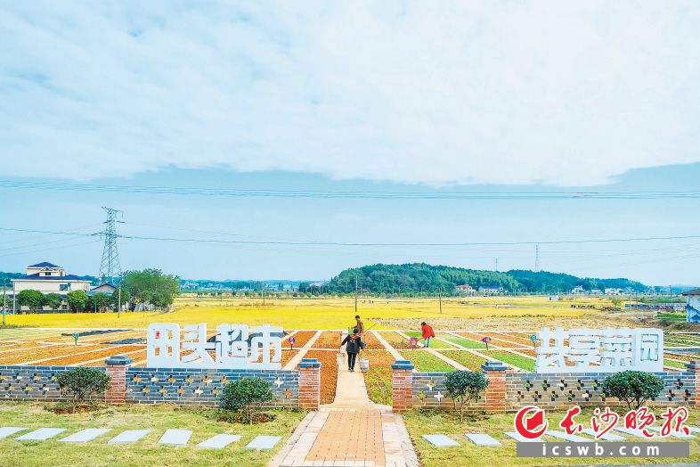 长沙县深入开展“党建聚合力书记领航行动”助力乡村振兴。春华镇依托万亩粮食示范片金鼎山社区打造田头超市,让市民体验采摘的乐趣。 图片均为章帝摄