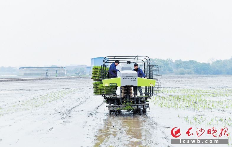 望城无人农场减少用工70%以上，工作效率提升30%以上。长沙晚报全媒体记者 邹麟 摄