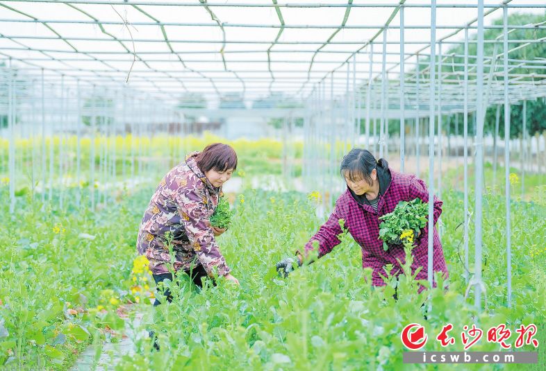 　长沙县宇田蔬菜专业合作社，农户在采收有机油菜薹。长沙晚报全媒体记者 王志伟 摄
