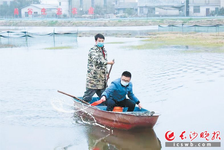 刘志鹏（前）和公司员工正在向池塘投喂小龙虾饲料。长沙晚报全媒体记者 刘晓敏 摄