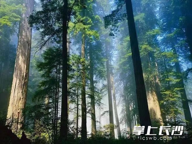 大围山森林密茂。