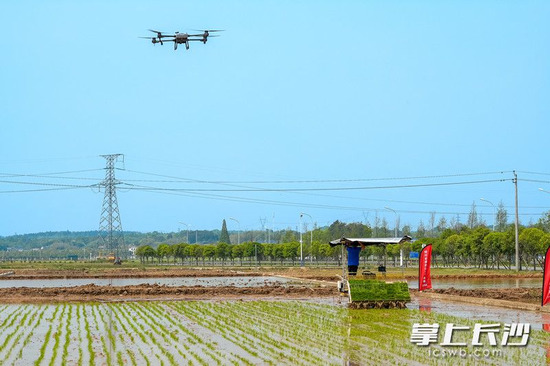 眼下正是春播春种季，无人机、插秧机等农机大显身手，希望的田野披上新绿。 长沙晚报全媒体记者 陈飞 摄