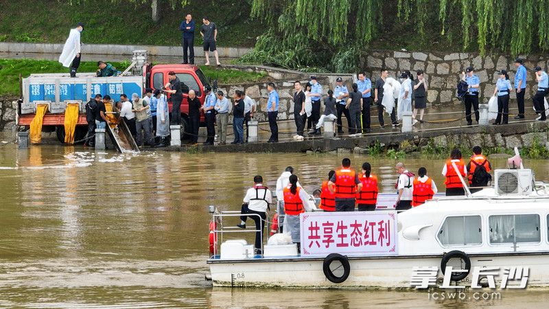今日，开福区人民法院在湘江东岸生态修复基地举行增殖放流活动，近10吨各类成鱼放归湘江母亲河。长沙晚报全媒体记者 刘晓敏 摄