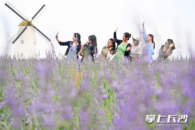 紫色的花海迎风摇曳，空气中到处弥漫着薰衣草浓郁的香气，引来不少市民前来赏花打卡。图片均为长沙晚报全媒体记者 贺文兵 摄