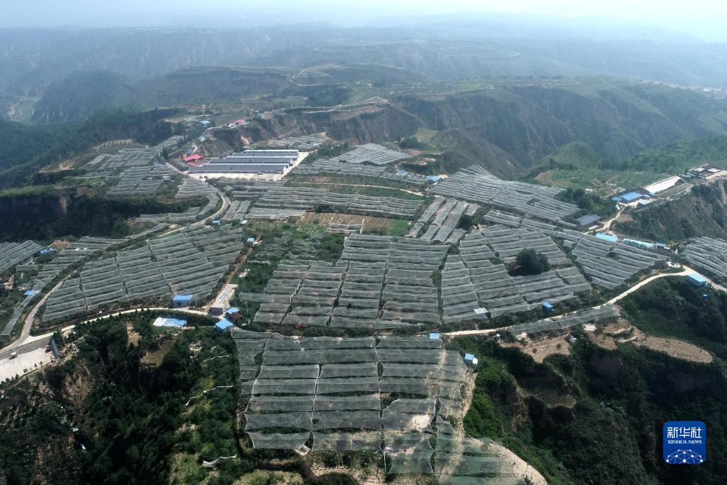 2020年7月29日拍摄的陕西省延安市延川县梁家河村山地苹果园（无人机照片）。 新华社记者 张博文 摄