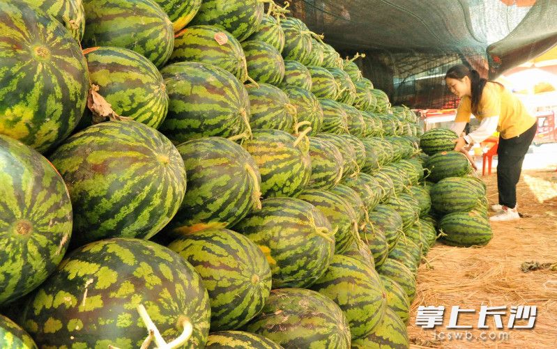 长沙晚报全媒体记者 贺文兵 摄