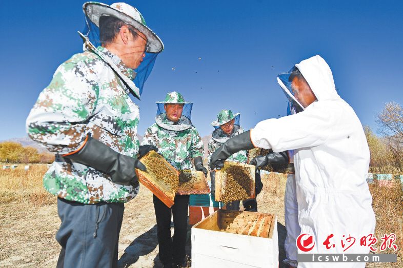 巅峰贡蜜“蜂巢壹号”基地内，长沙援藏队员和蜂农查看蜜蜂养殖情况。