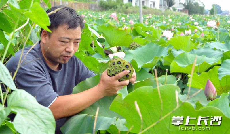荷花种植大户彭敏在莲田中采摘莲蓬。图片均为长沙晚报全媒体记者 贺文兵 摄