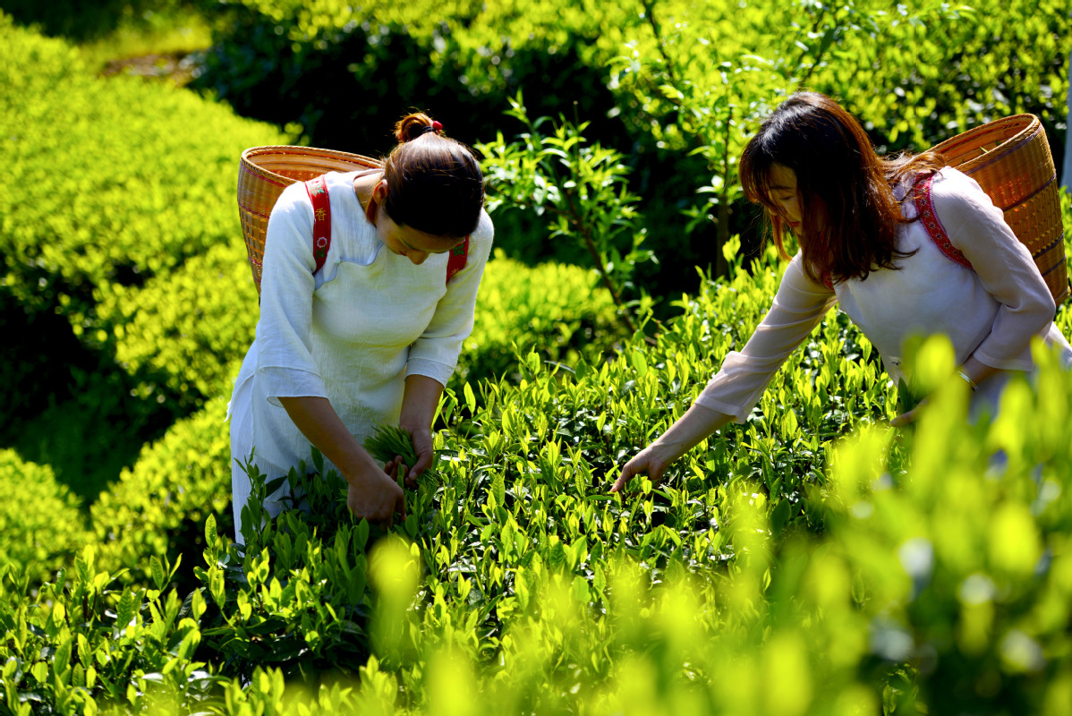 Tourists have a taste of tea leaf picking at a plantation in Anhua county, Hunan province, last month. [Photo by ZHOU DESHU/FOR CHINA DAILY]