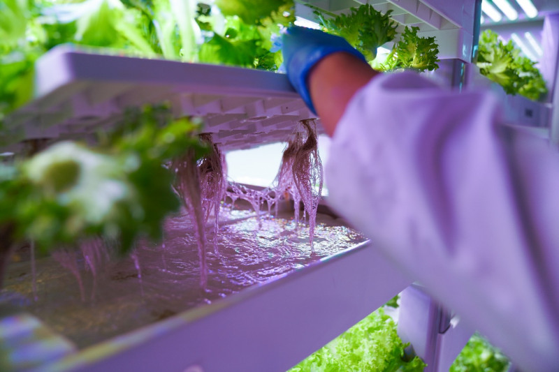 种菜不见地。在集装箱植物工厂，选手种的是生菜，竞的是“黑科技”。莫斯提｜摄
