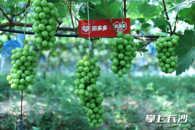 ▲从树尖到舌尖,“西昌葡萄”将登陆拼多多第四届农货节,以实惠的价格让千家万户一品阳光玫瑰的美味。卫疆|摄 ▲从树尖到舌尖,“西昌葡萄”将登陆拼多多第四届农货节,以实惠的价格让千家万户一品阳光玫瑰的美味。卫疆|摄