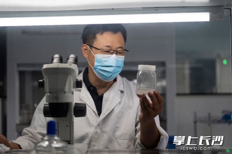 ▲ 烟薯25号育成人辛国胜正在进行茎尖剥离实验。脱毒种苗进行繁育后会供应给农户种植。小满|摄 ▲ 烟薯25号育成人辛国胜正在进行茎尖剥离实验。脱毒种苗进行繁育后会供应给农户种植。小满|摄