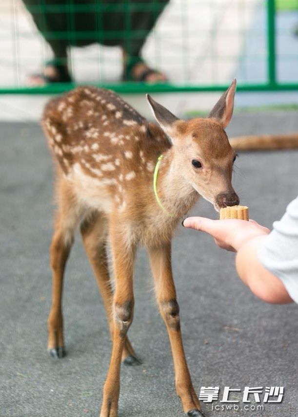 游客与梅花鹿互动。