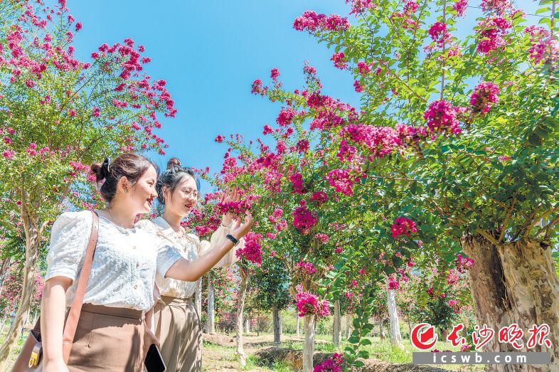 浏阳市官渡镇田郊村，一树树的紫薇花团锦簇、缀满枝头，不少游客前来赏花打卡。长沙晚报全媒体记者 陈飞 摄