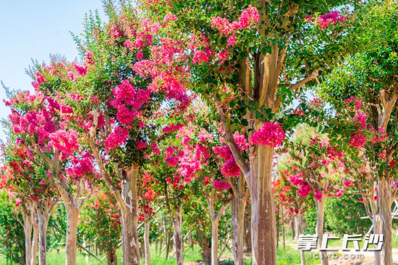 俗话说“花无百日红”，不过，紫薇例外。