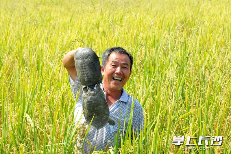 老孔在自家农场的稻田里捉甲鱼。自任场长的他脸上溢满丰收的喜悦。图片均为长沙晚报全媒体记者 贺文兵 摄 老孔在自家农场的稻田里捉甲鱼。自任场长的他脸上溢满丰收的喜悦。图片均为长沙晚报全媒体记者 贺文兵 摄