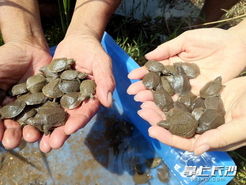 老孔农场自育的甲鱼苗,每苗可卖到15元。 老孔农场自育的甲鱼苗,每苗可卖到15元。