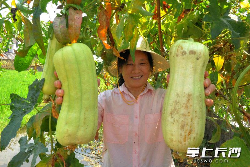 老孔的妻子周媛珍在采摘丝瓜。 老孔的妻子周媛珍在采摘丝瓜。