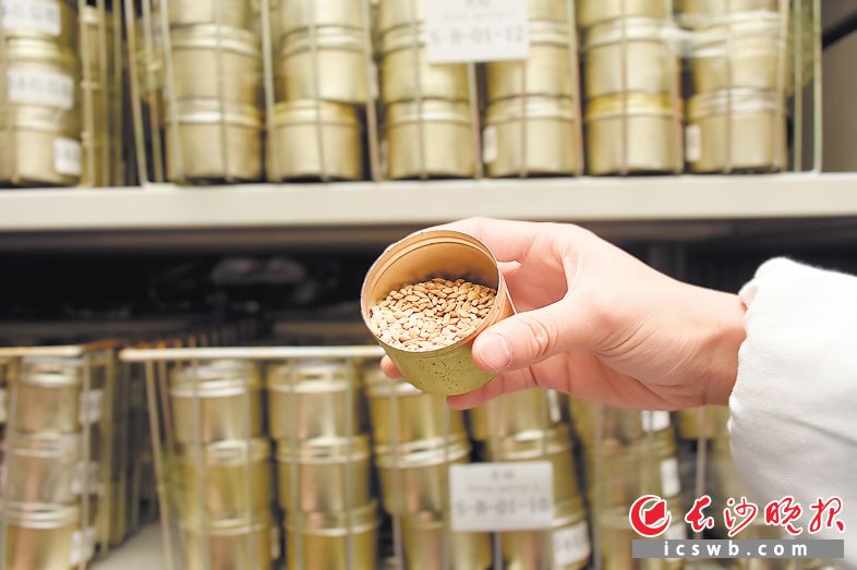 种子是农业的“芯片”。一粒粒种子“走出国门”，是芙蓉区创新驱动发展的缩影。芙蓉区供图