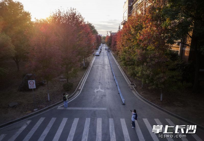 湖南农业大学位于修业广场与图书馆之间的“红枫大道”。长沙晚报全媒体记者 郭雨滴 摄