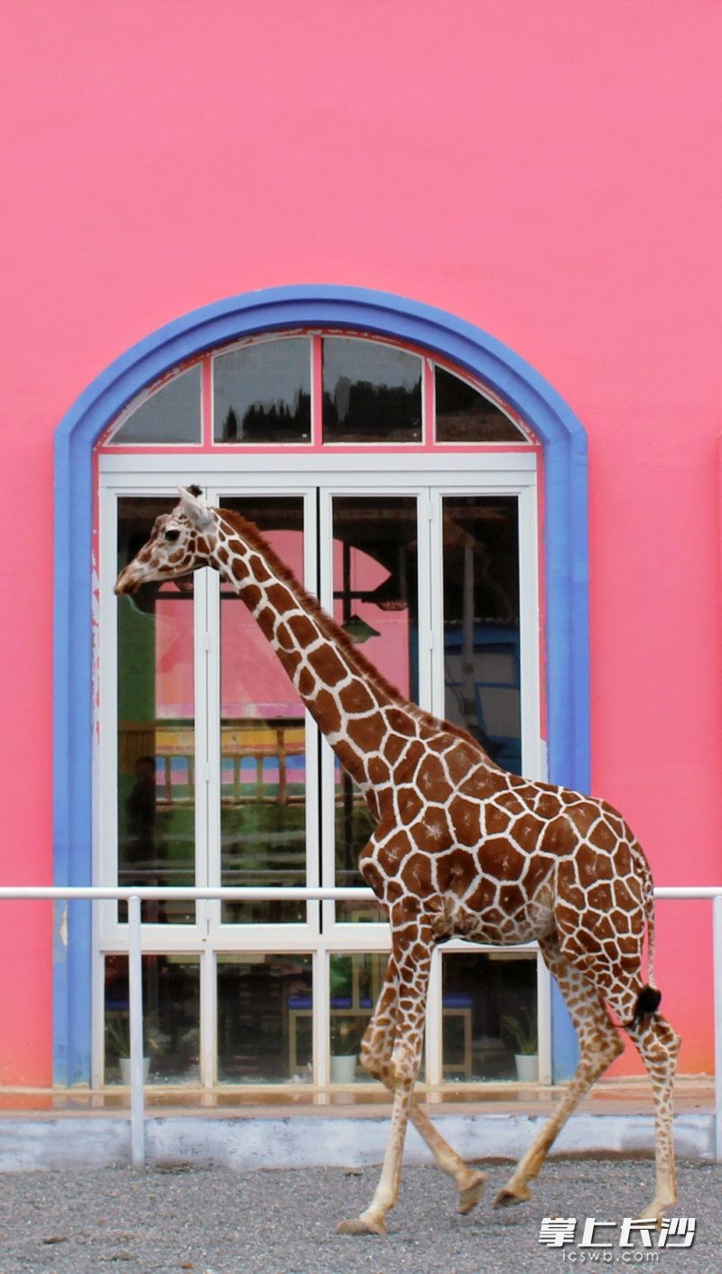 今日上午,长沙园林生态园动趣王国新成员——长颈鹿正式与游客见面。图片均为长沙晚报全媒体记者 贺文兵 摄 今日上午,长沙园林生态园动趣王国新成员——长颈鹿正式与游客见面。图片均为长沙晚报全媒体记者 贺文兵 摄