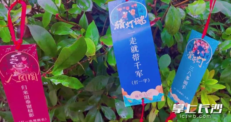 均为长沙晚报全媒体记者贺文兵、通讯员吴子茜摄