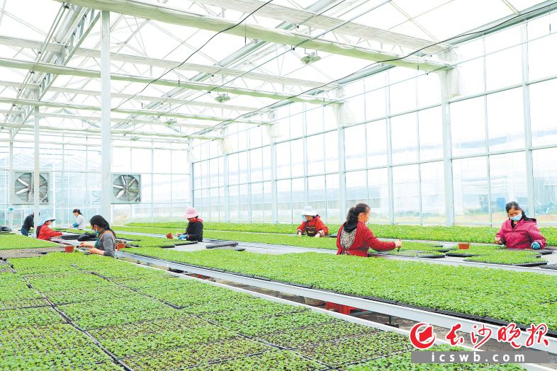 在位于安沙镇花卉产业示范园里的柏康农业智能温控大棚里，花农们正将辣椒苗整理装盘。长沙晚报通讯员 阮霖浩 摄