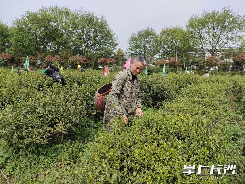 村民采茶。均为长沙晚报掌上长沙全媒体记者 宁莎鸥 摄