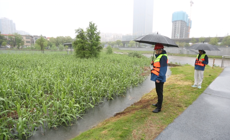 工作人员正冒雨检查生态滤池的运行情况。 工作人员正冒雨检查生态滤池的运行情况。