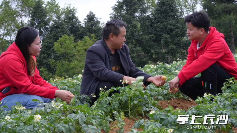 贵州省毕节市七星关区撒拉溪镇龙凤村，科技小院学生简宜伟等在指导村民进行马铃薯种植管护（受访学生供图）