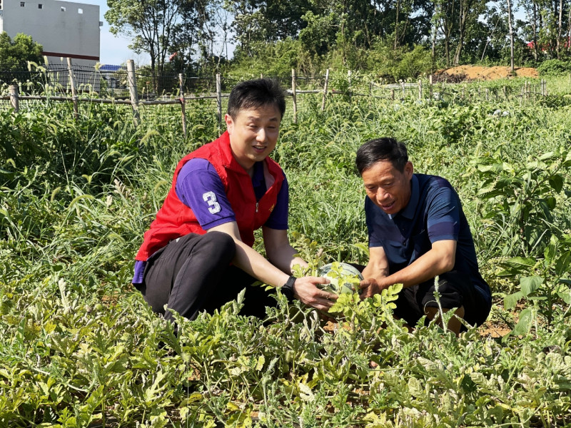 龙王岭村驻村工作队队长赵卓炜帮助瓜农采摘。受访者供图