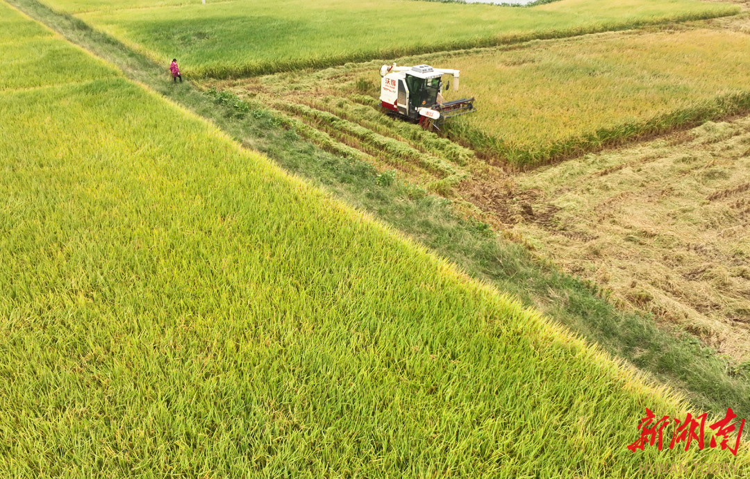 10月6日，衡东县大浦镇，村民驾驶农机在收割水稻。金秋时节，该县种植的水稻次第成熟进入收获季，田野翻涌起金黄稻浪，当地农民抢抓农时忙收割。 曹正平 颜伶俐 摄影报道