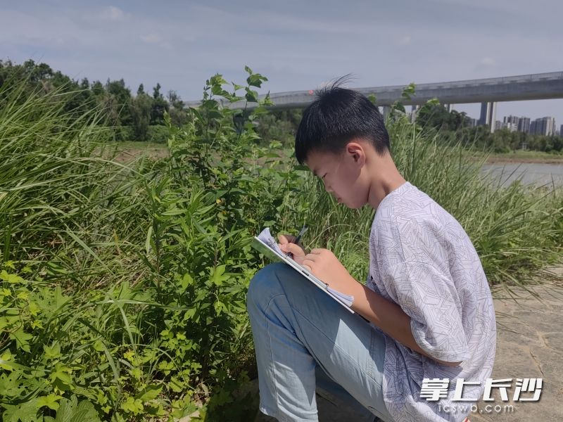 陈昊然调查“加拿大一枝黄花”的生长情况。