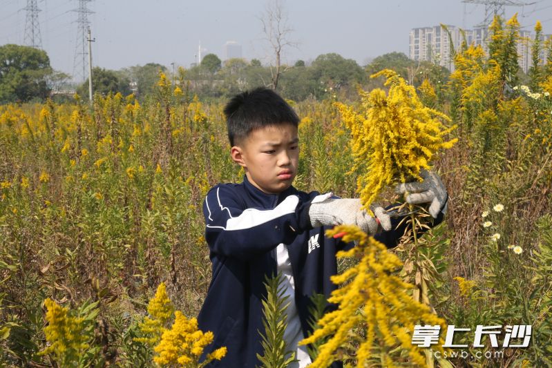 陈昊然开展环保志愿活动。均为长沙晚报通讯员 陈敏 供图