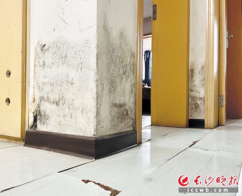 与卫生间相邻的墙体因渗水发黑，部分地板边缘翘起。