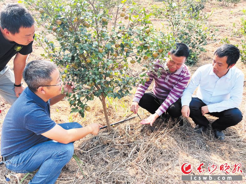 中南林业科技大学林学院副院长袁军教授（前排左一）在浏阳市好韵味油茶种植专业合作社基地查看油茶果生长情况。长沙晚报通讯员 张宇 供图