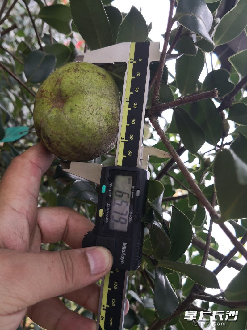 浏阳市好韵味油茶种植专业合作社生产的油茶果大的5个就有一斤重。