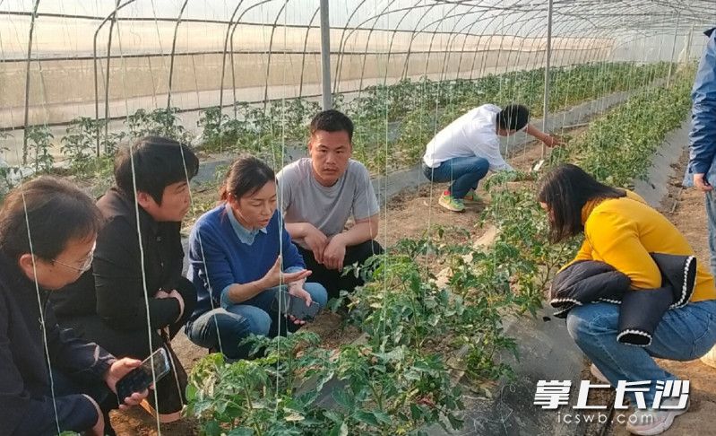 湖南省蔬菜研究所张战泓研究员（左三）在长沙市望城区绿地生态农庄有限公司基地进行技术指导。均为受访者供图