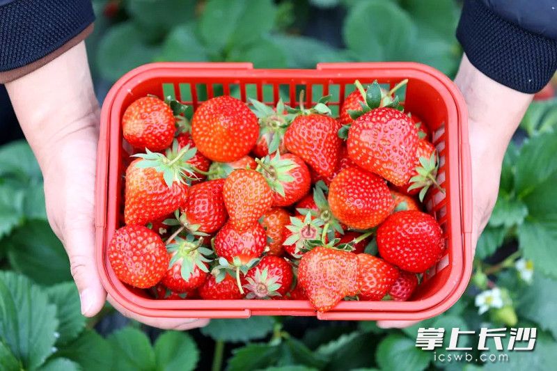 通过蜜蜂授粉，小果、畸形果不见了，草莓颜值也更美了，产量也提高了。长沙晚报全媒体记者 贺文兵 通讯员 邹晨虎 摄影报道
