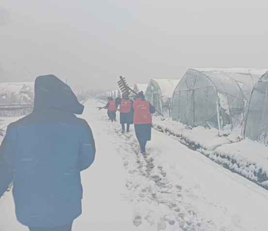 永安镇坪头村邻里守心团义务清扫蔬菜大棚棚膜积雪