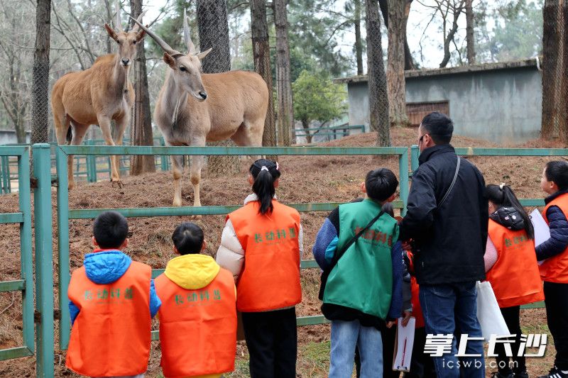 孩子们在近距离观察动物。均为长沙晚报全媒体记者 通讯员 谭思敏 摄影报道