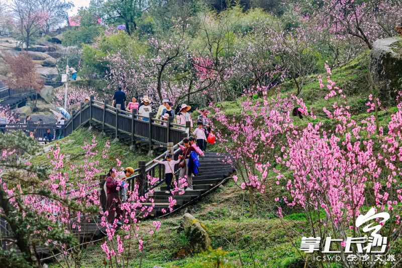东鹜山桃花灼灼。资料图片