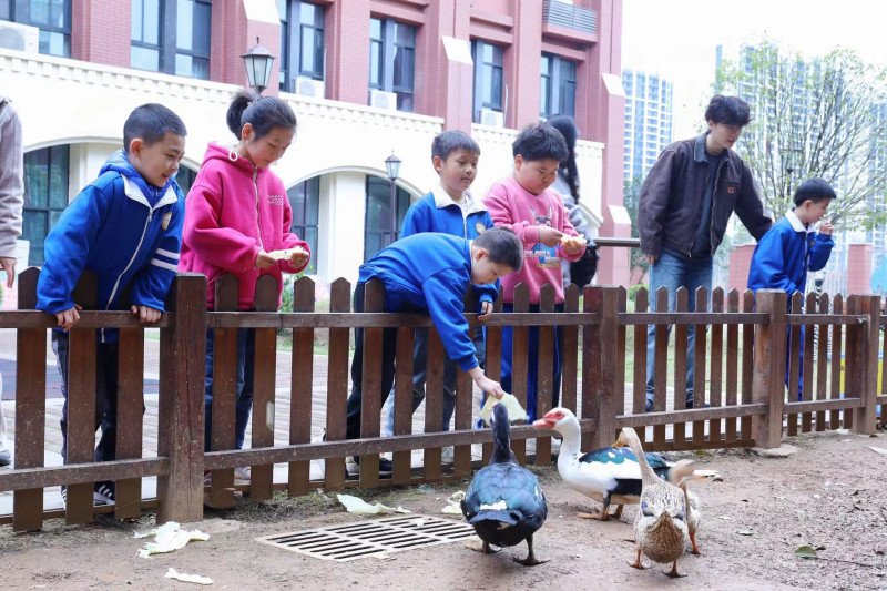 喂小鸭子小鹅成了学生们每天的必修课。