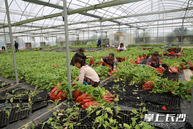 烟叶种植户们在昆虫繁育中心领取昆虫。均为长沙晚报全媒体记者 贺文兵 通讯员 喻意 摄影报道