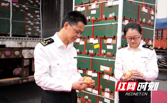 Customs officers inspect the imported apples.