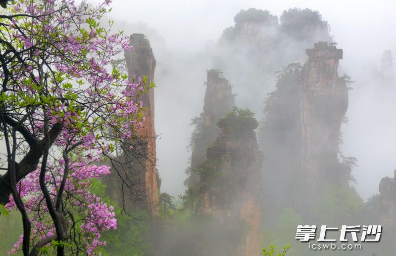 5月4日张家界美景。  均为长沙晚报全媒体记者贺文兵、通讯员邓道理摄