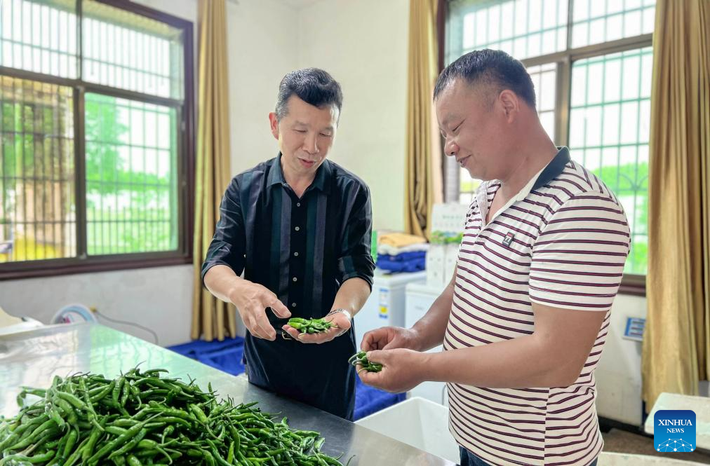 Shao Jianlong (R) selects peppers with Gan Zhenhua, head of the Hunan Zhongyuan ecological agriculture technology development Co., Ltd., in Zhangshu Township, Xiangyin County, central China's Hunan Province, May 9, 2024. (Xinhua)