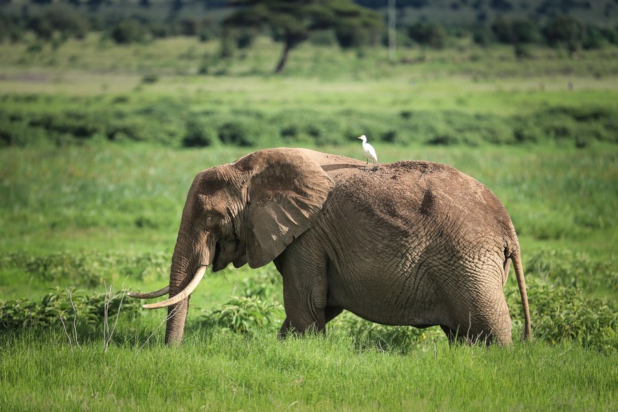 An elephant is seen at Amboseli National Park in Kajiado County, Kenya, on April 27, 2024. (Xinhua/Han Xu)