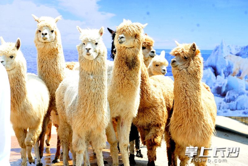 萌宠小羊驼将在6月1日与小朋友见面。均为长沙晚报全媒体记者 贺文兵 摄